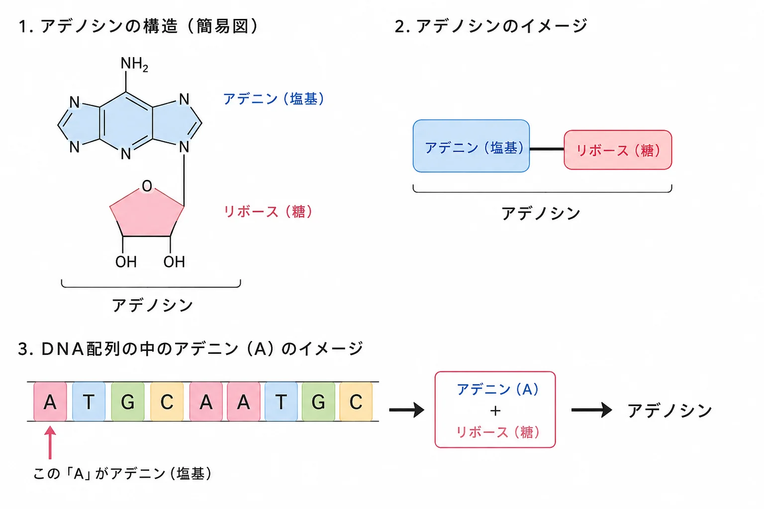 アデノシンイメージ