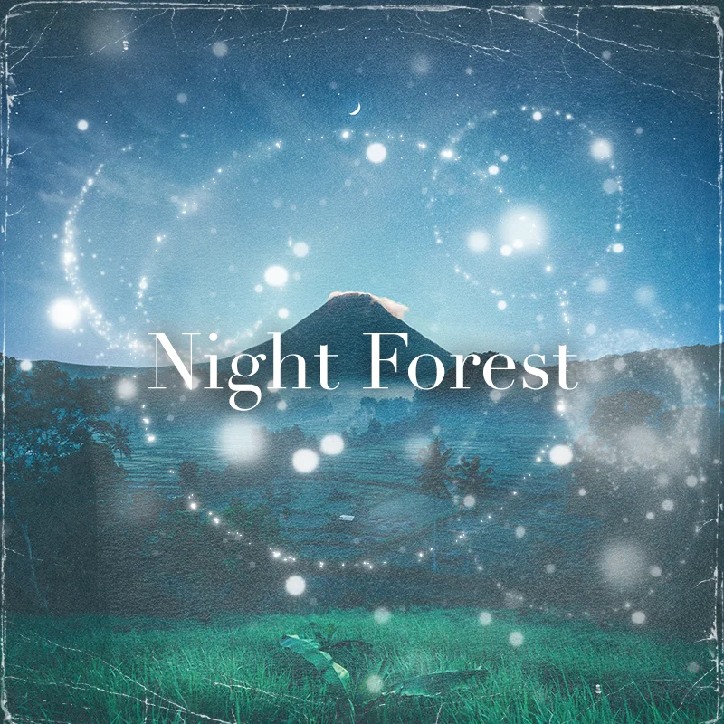 夜の森イメージ