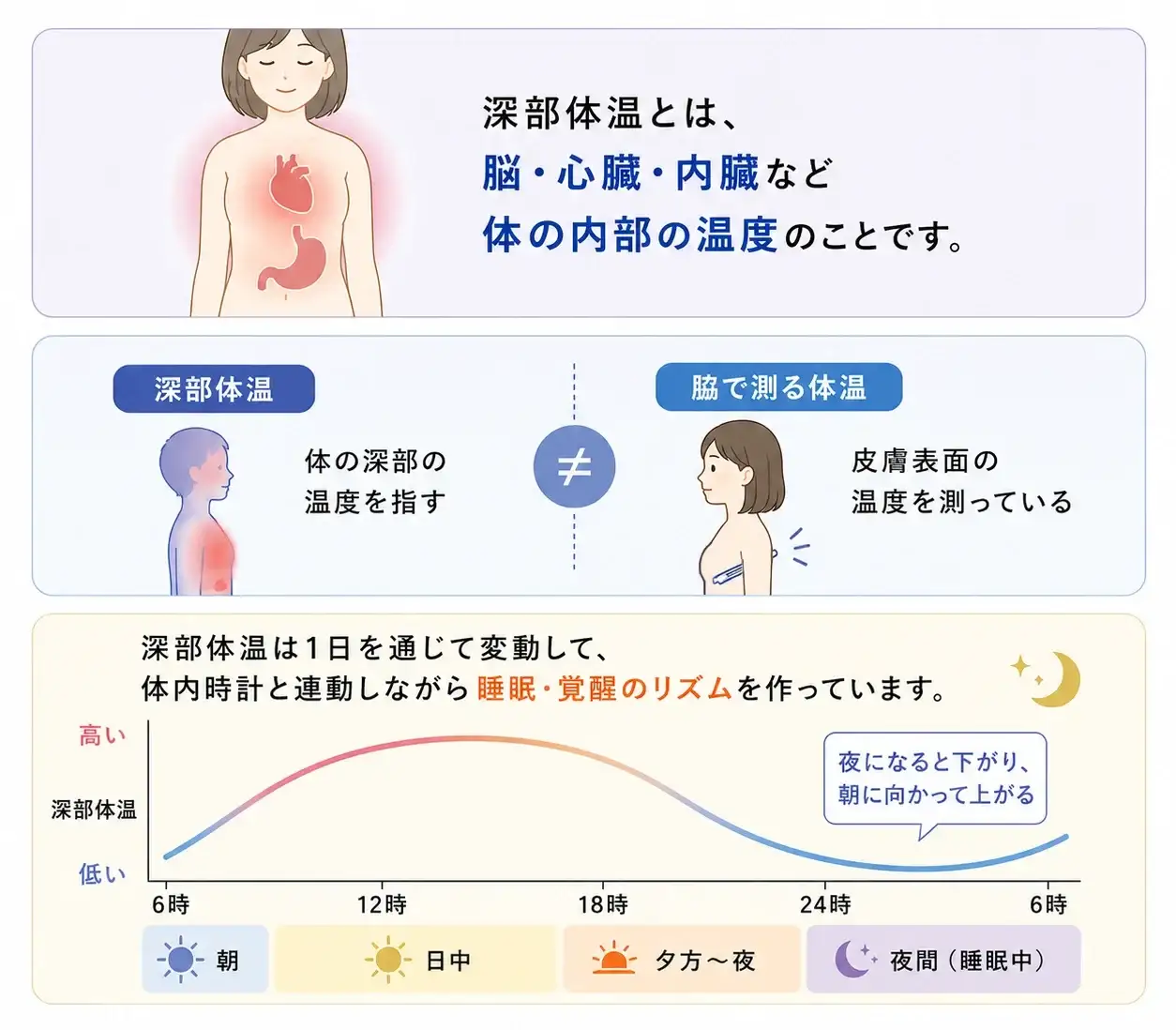 深部体温とは？体の内部の温度と体温リズムの図解