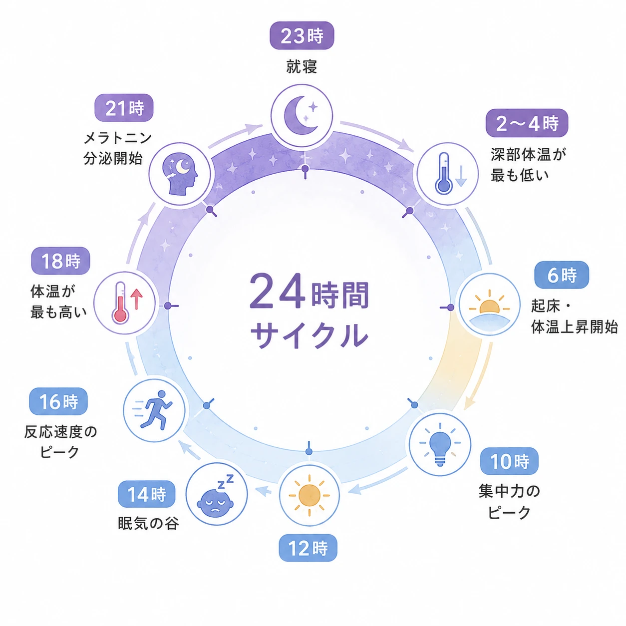 24時間の概日リズム（体内時計）を示す円形の時計図。就寝・起床・メラトニン分泌・深部体温・集中力のピークなどの時間帯を表示